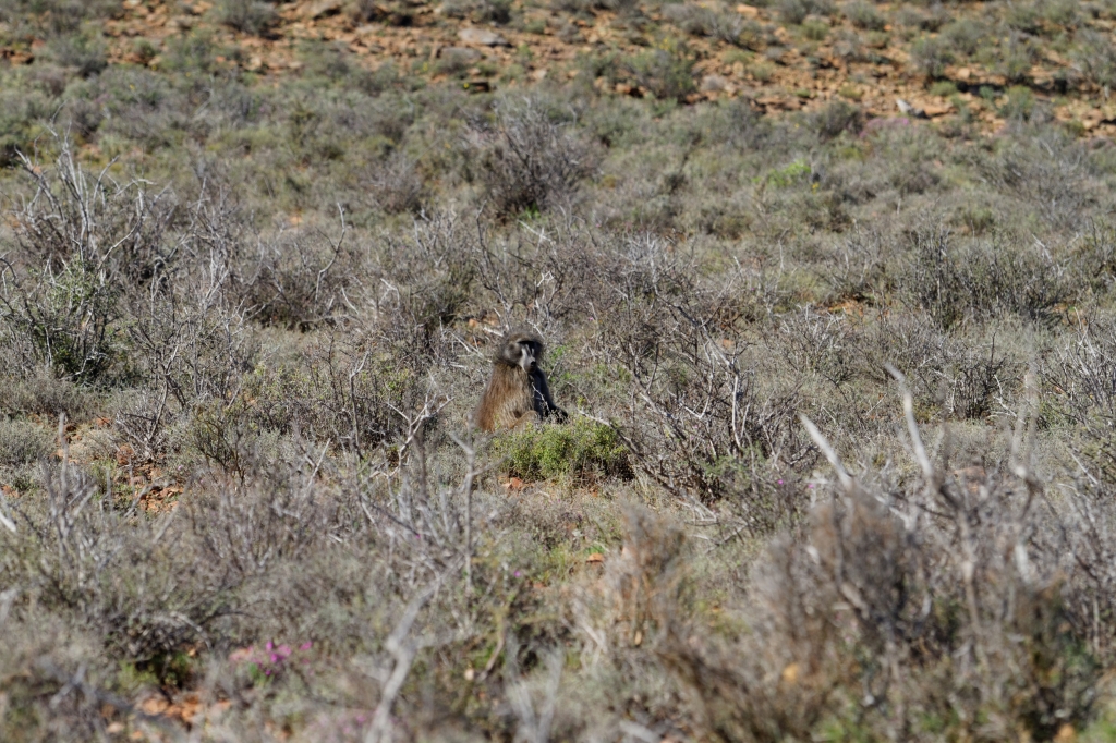 04 - Karoo NP (5).jpg